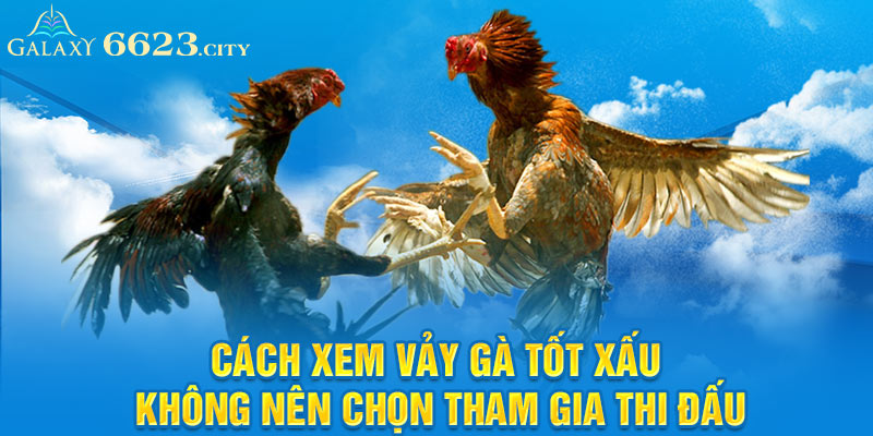 Cách xem vảy gà tốt xấu không nên chọn tham gia thi đấu