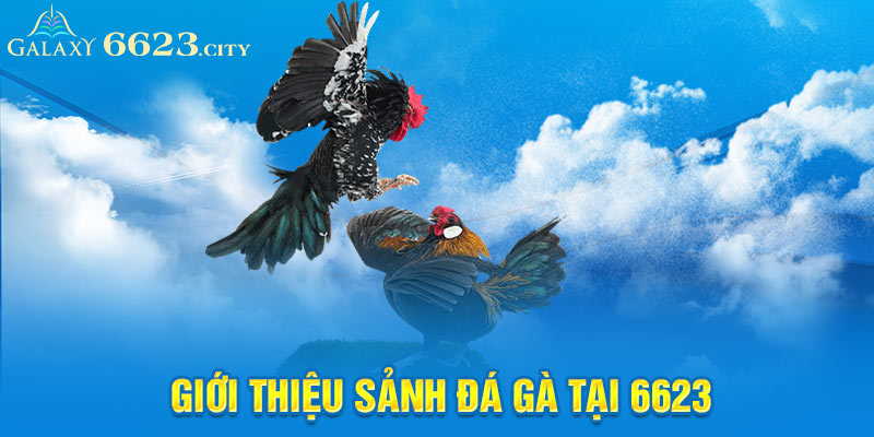 Giới thiệu sảnh đá gà tại 6623