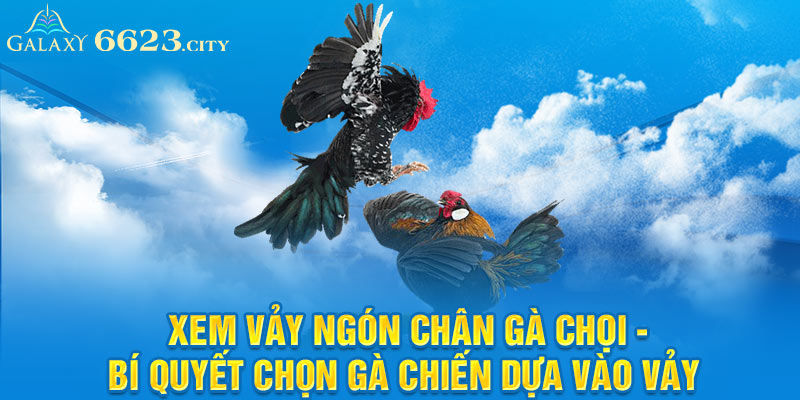 xem vảy ngón chân gà chọi