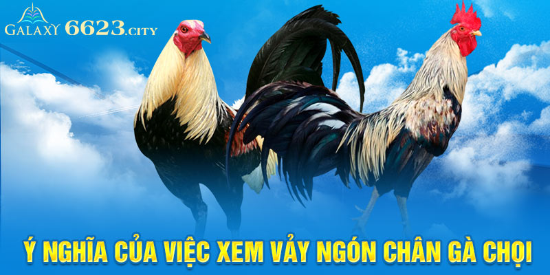 Ý nghĩa của việc xem vảy ngón chân gà chọi