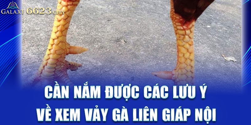 Cần nắm được các lưu ý về xem vảy gà liên giáp nội