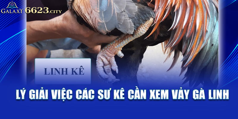 Lý giải việc các sư kê cần xem vảy gà linh