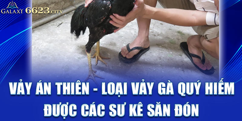 Vảy án thiên - Loại vảy gà quý hiếm được các sư kê săn đón