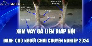 xem vảy gà liên giáp nội